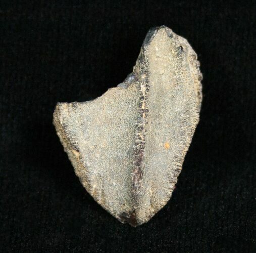 Partial Triceratops Tooth - Unworn #4464